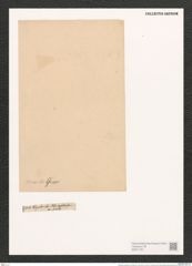 Nitzschia constricta var. similis Grun. (de-Toni-Nr.: Genus 47, Species 2014) Zeichnungen Sammlung Grunow (NHMW-BOT-W0371761)